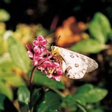 Pipsissewa - Chimaphile à...