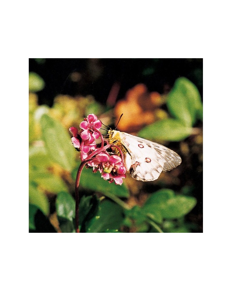 Pipsissewa - Chimaphile à ombelles