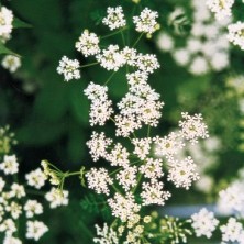 Poison Hemlock - Grande ciguë