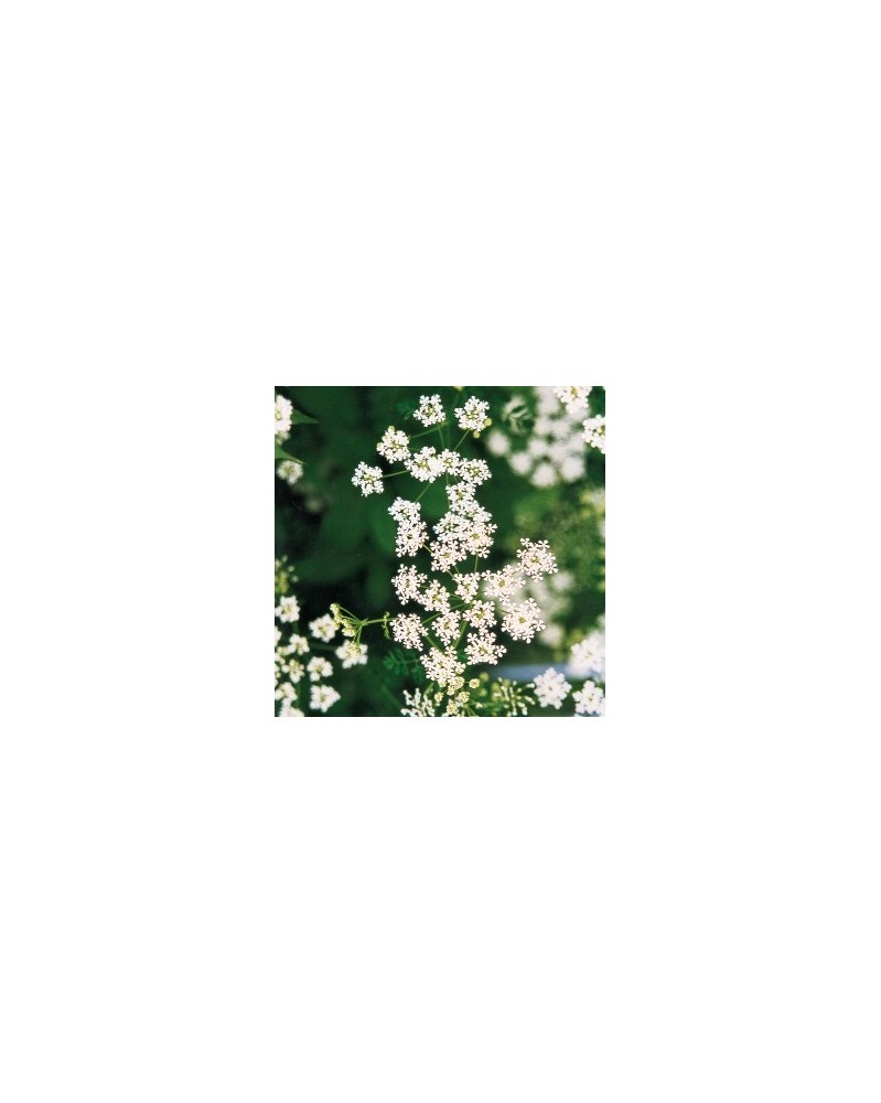 Poison Hemlock - Grande ciguë