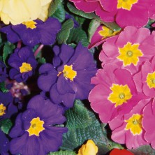 Polyanthus - Primevère