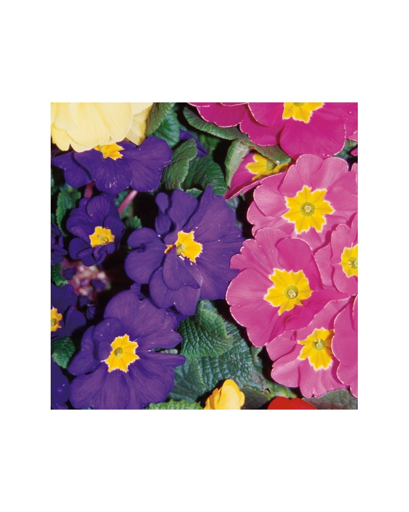Polyanthus - Primevère