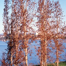 Poplar - Peuplier