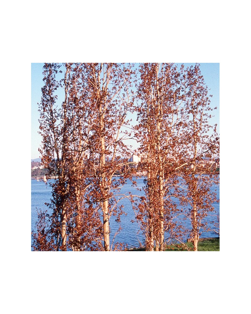 Poplar - Peuplier