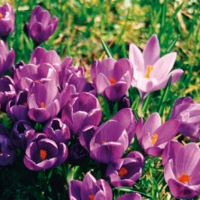 Purple Crocus - Crocus mauve