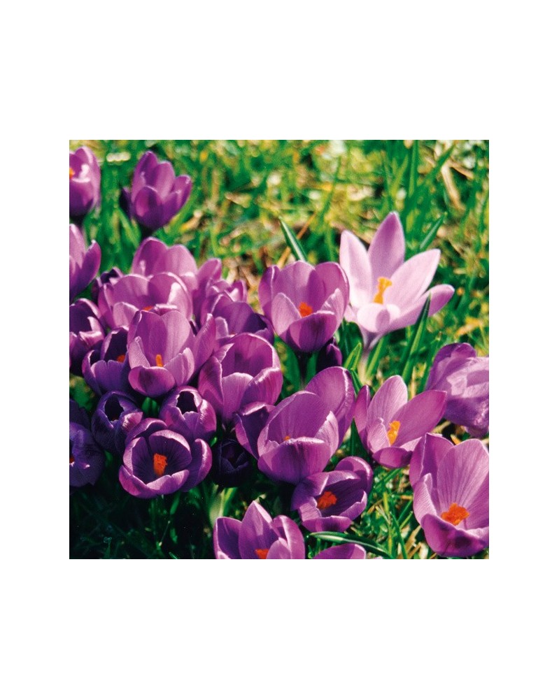 Purple Crocus - Crocus mauve