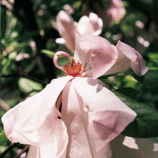 Purple Magnolia - Magnolia...