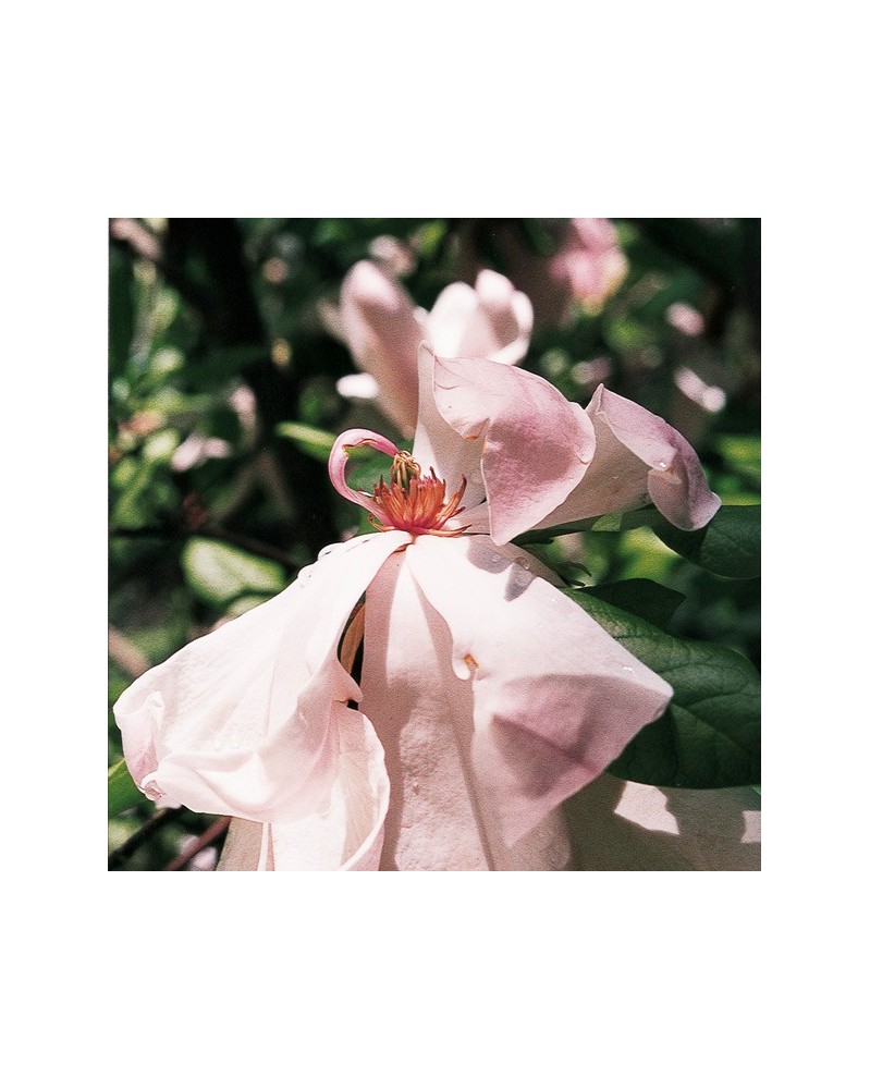 Purple Magnolia - Magnolia de Soulange