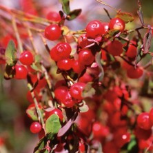 Red Huckleberry - Airelle
