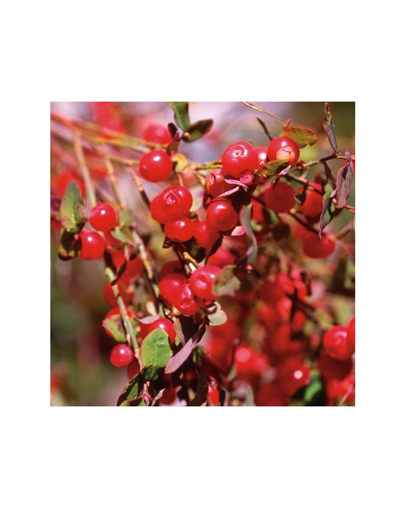 Red Huckleberry - Airelle