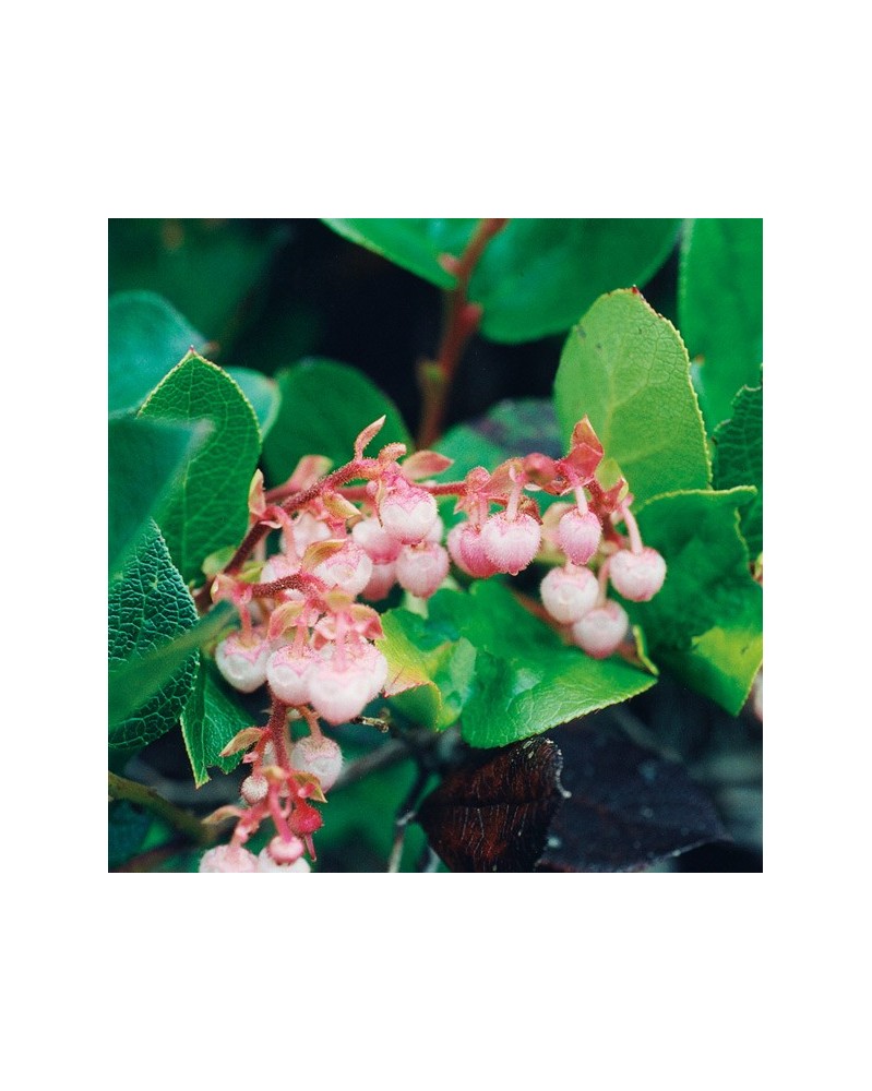 Salal