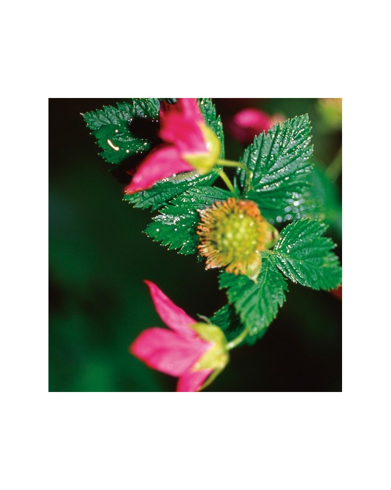 Salmonberry