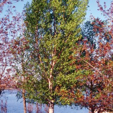 Silver Birch - Bouleau argenté