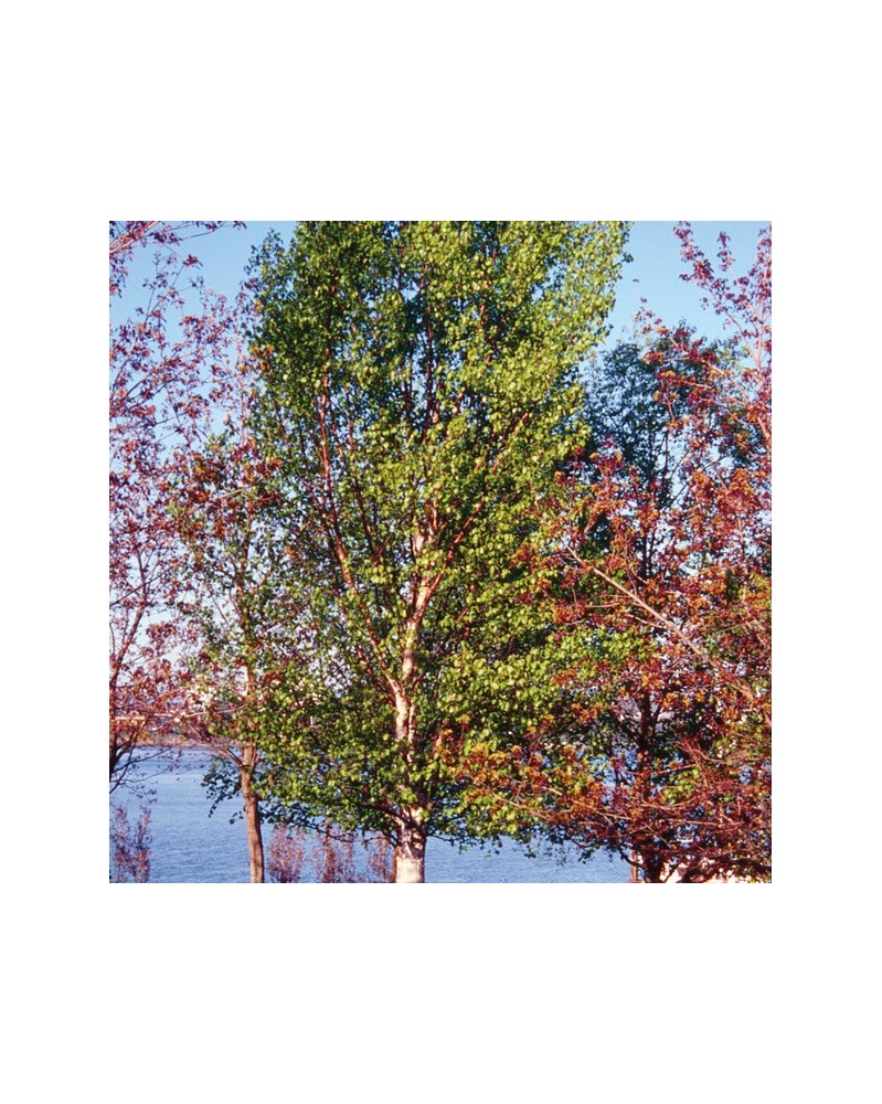 Silver Birch - Bouleau argenté