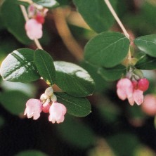 Snowberry - Symphorine