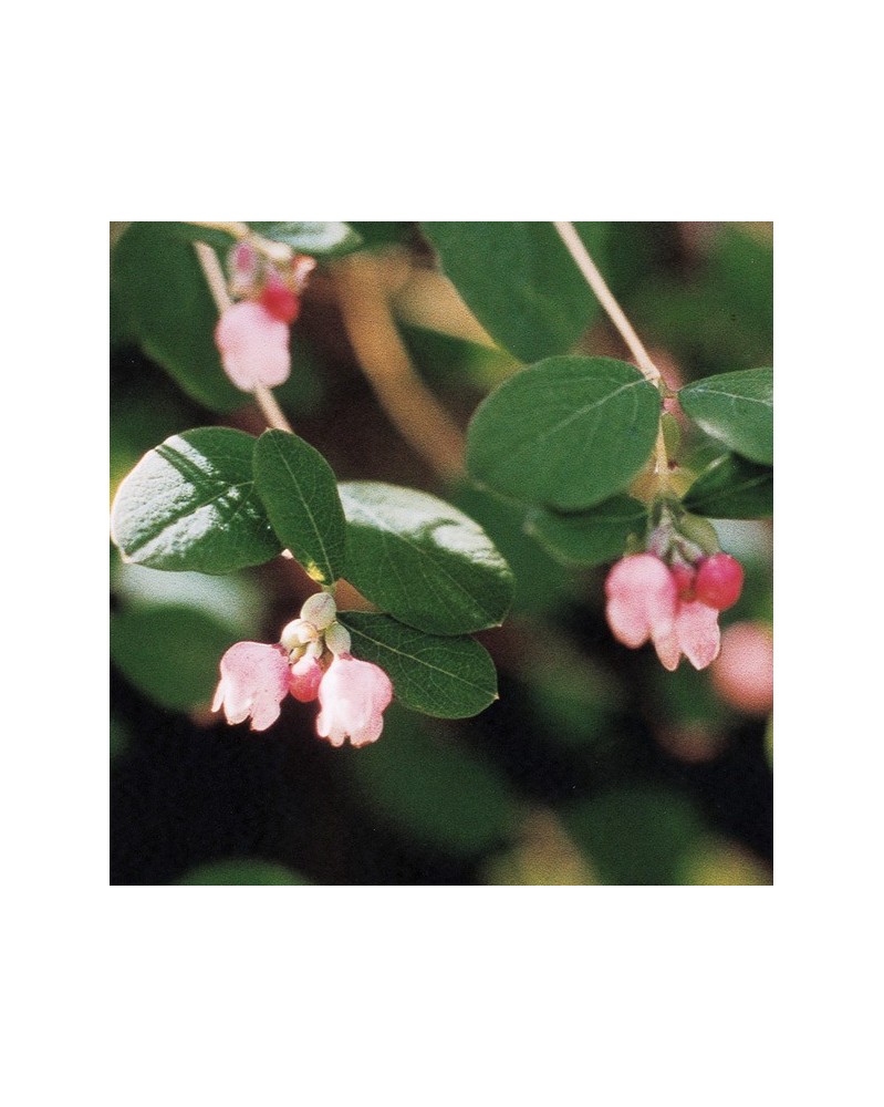 Snowberry - Symphorine