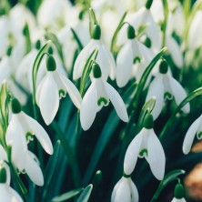 Snowdrop - Perce-neige