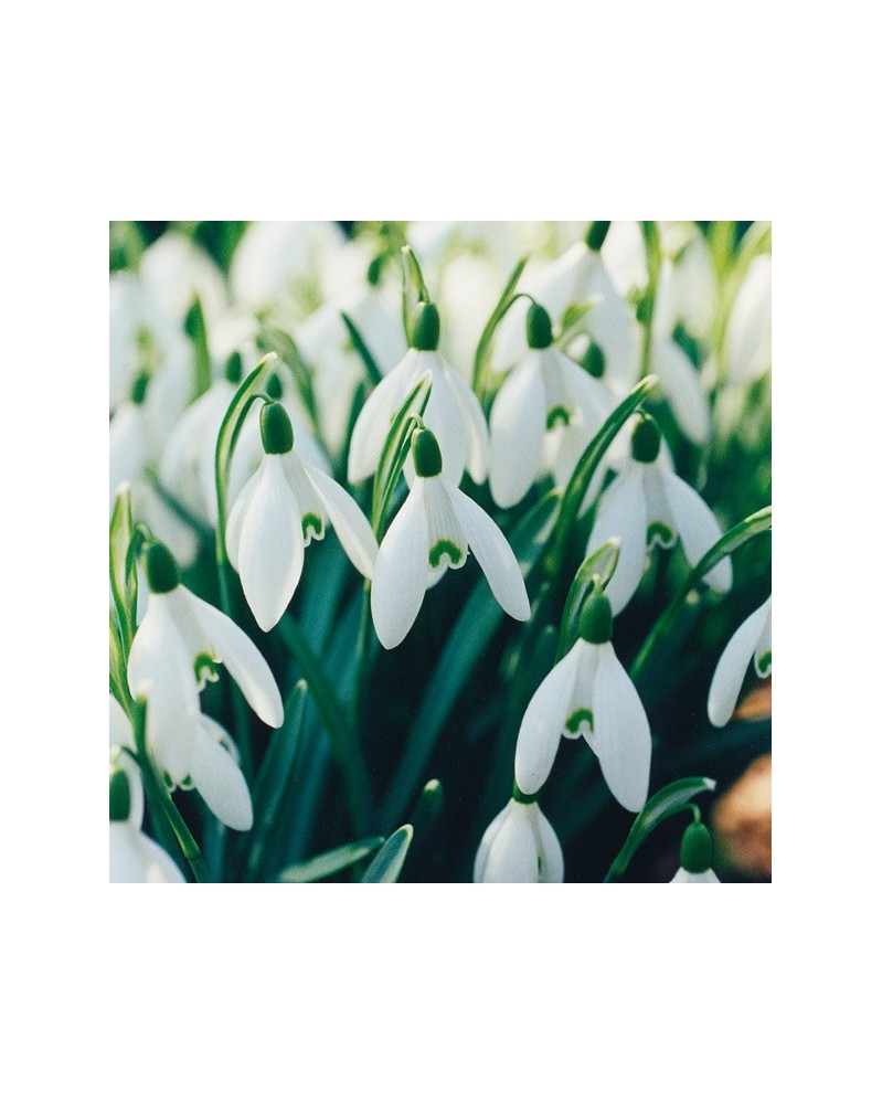 Snowdrop