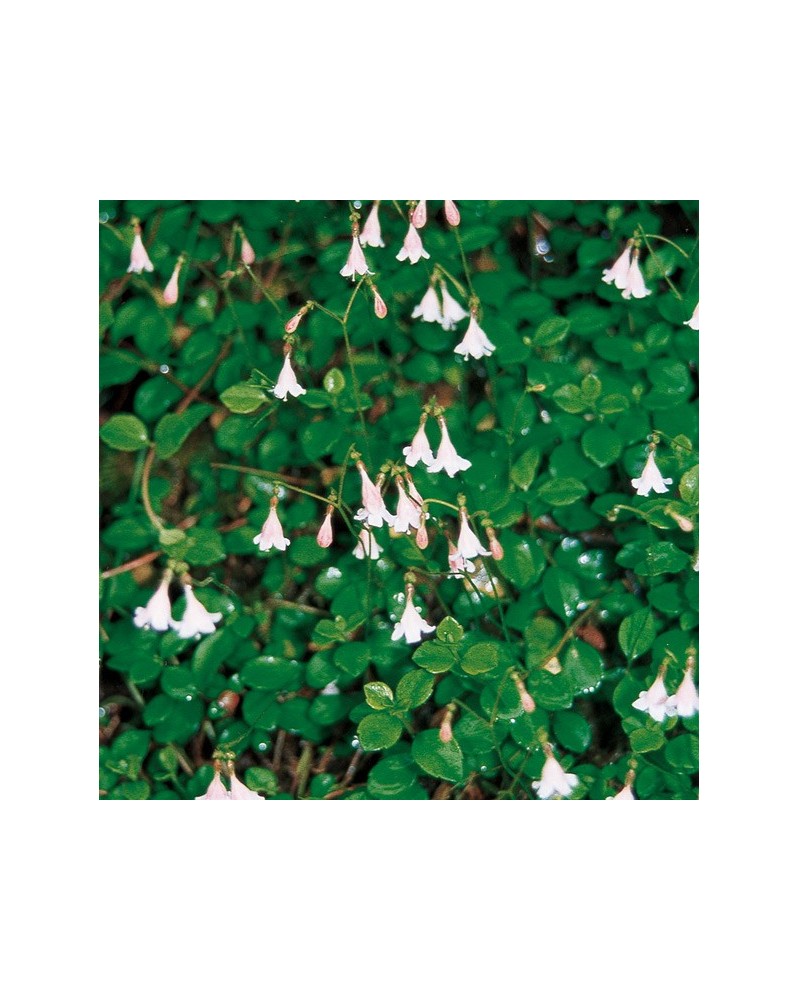 Twin Flower - Linnée boréale