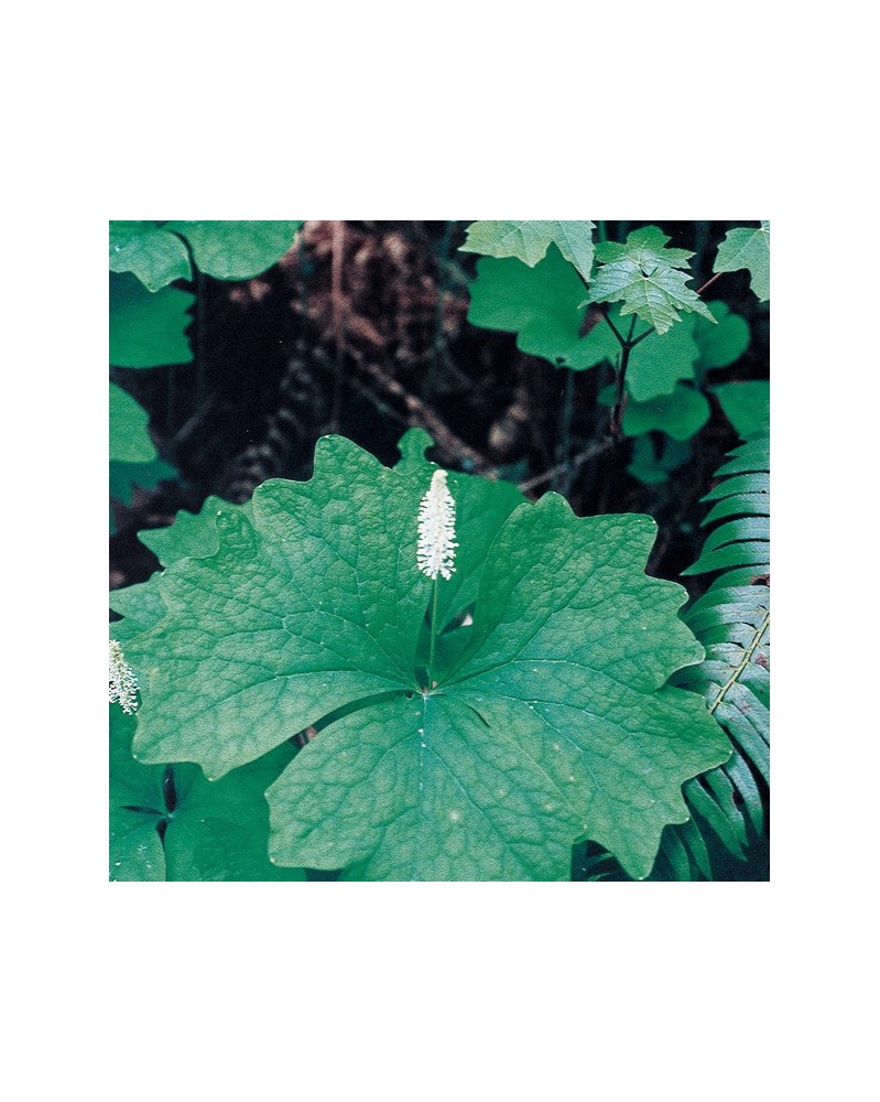 Vanilla Leaf - Achlyde à trois folioles