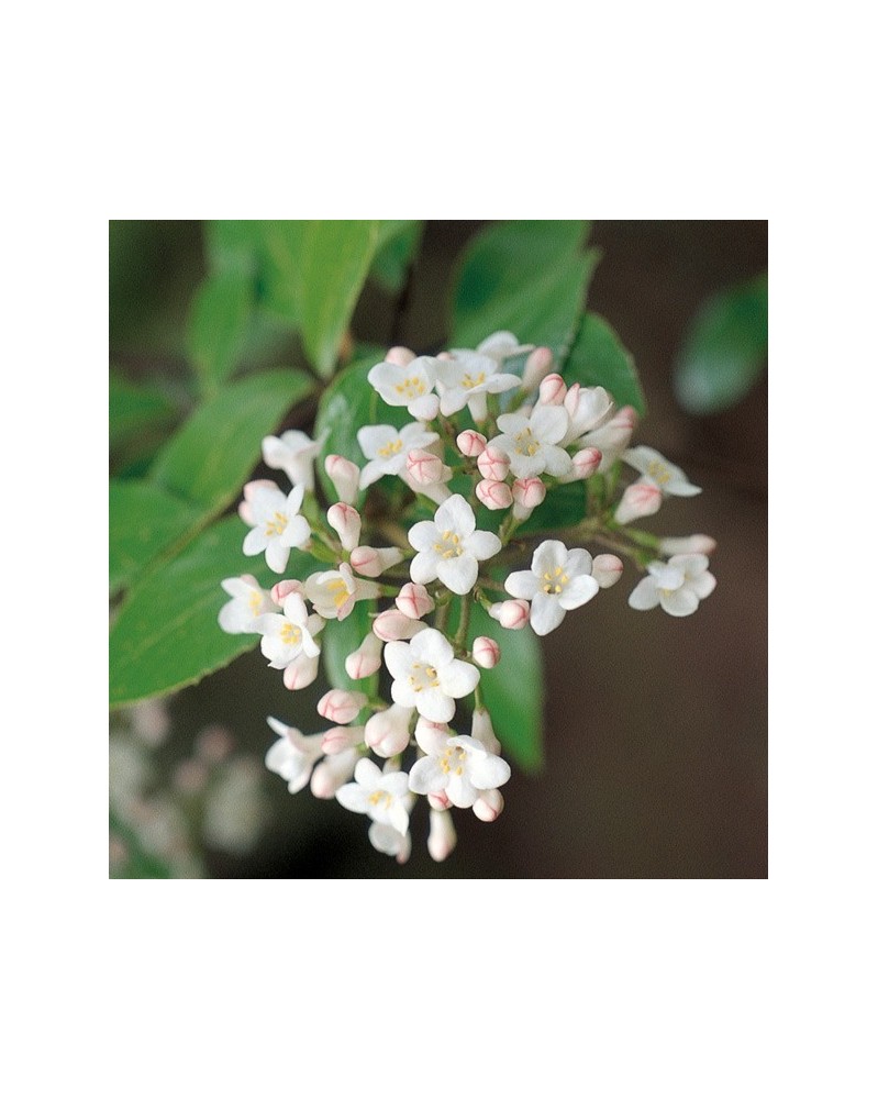 Viburnum - Viorne de Carles