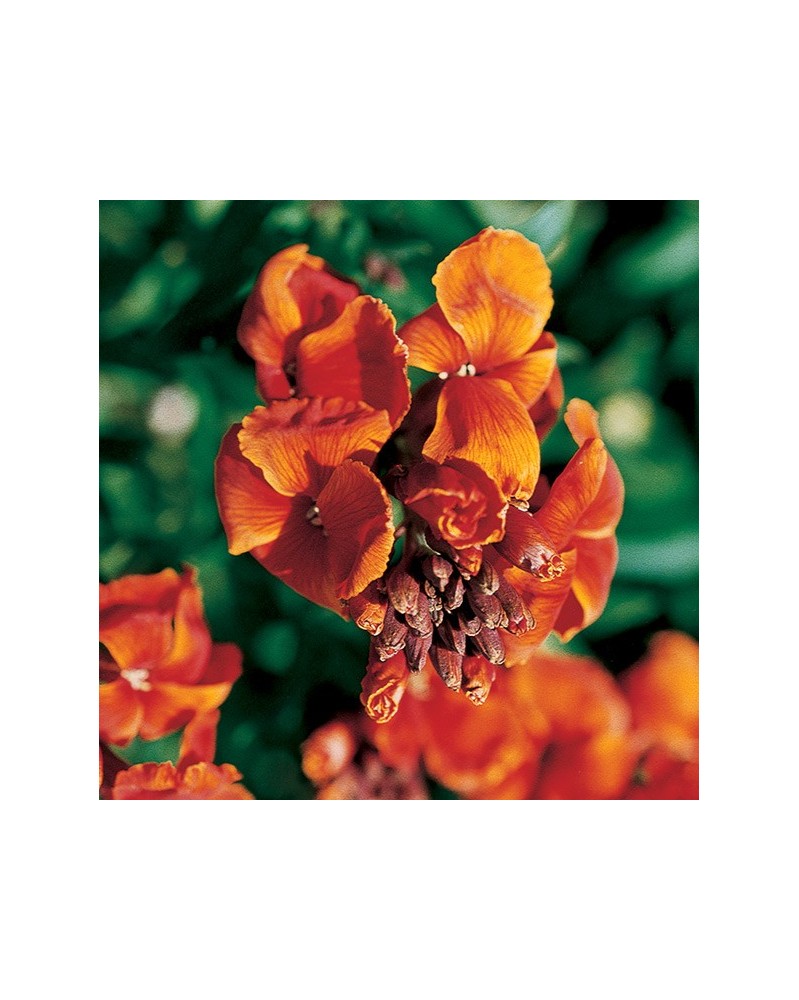 Wallflower - Giroflée jaune