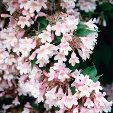 Weigela - Weigela fleuri