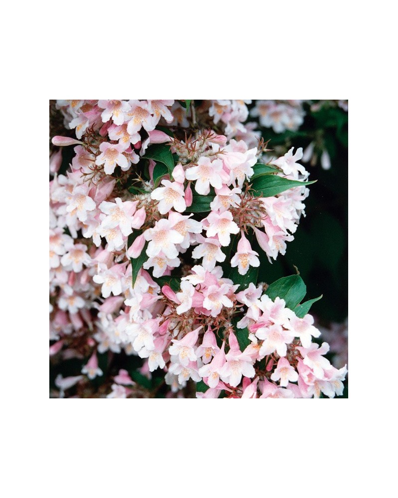 Weigela - Weigela fleuri