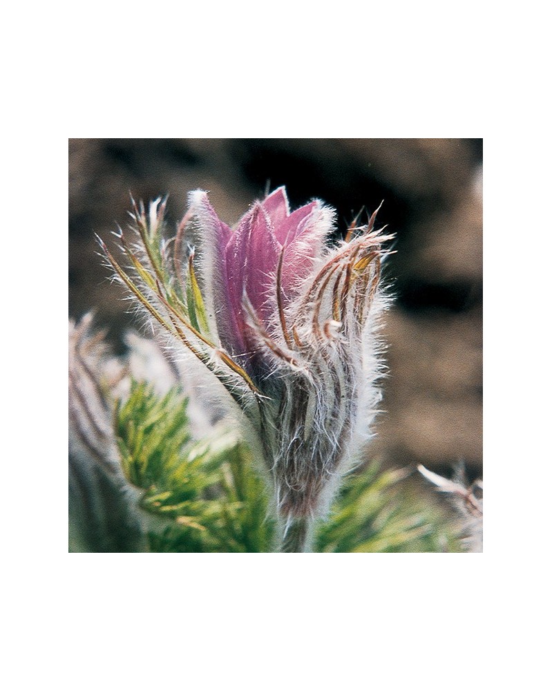 Windflower - Anémone pulsatille