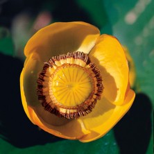 Yellow Pond-Lily - Nénuphar...