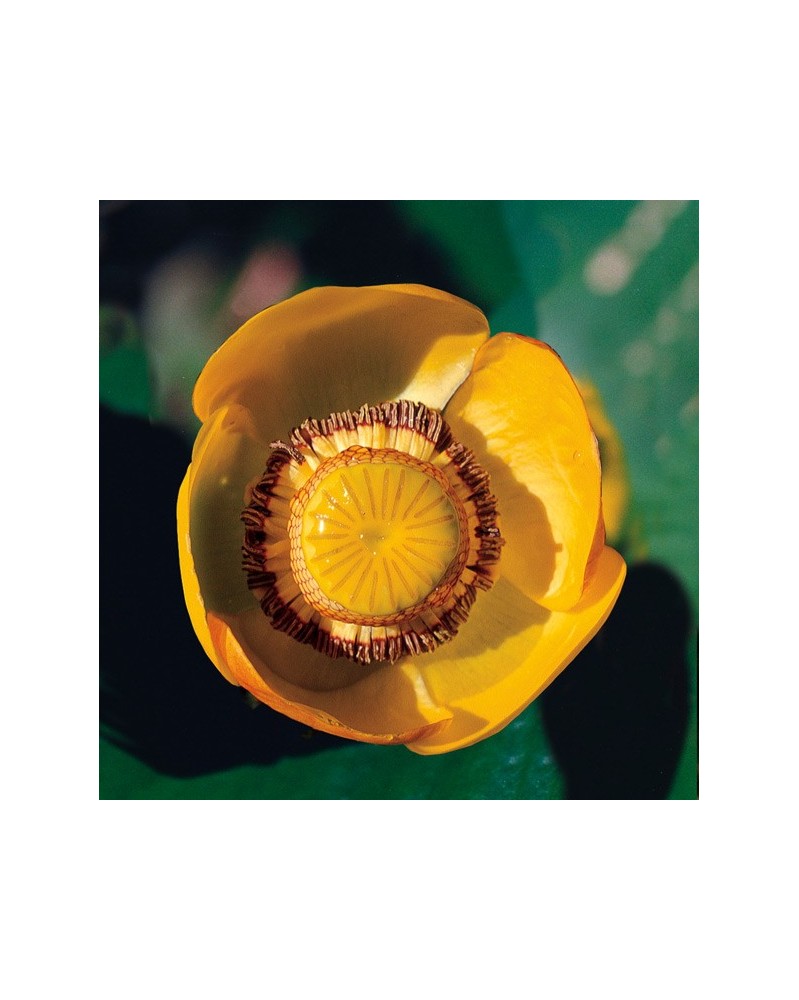Yellow Pond-Lily - Nénuphar jaune