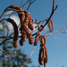 Alder - Aulne