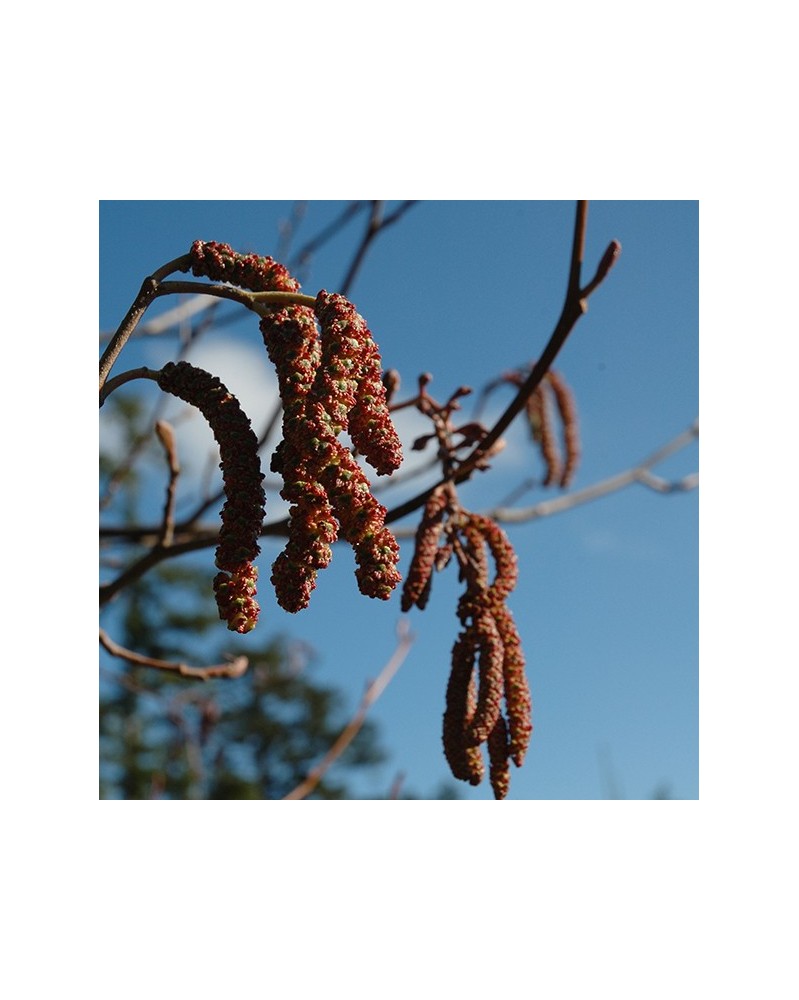Alder - Aulne