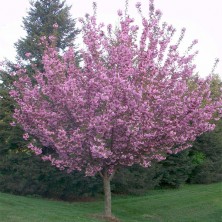 Cherry - Cerisier