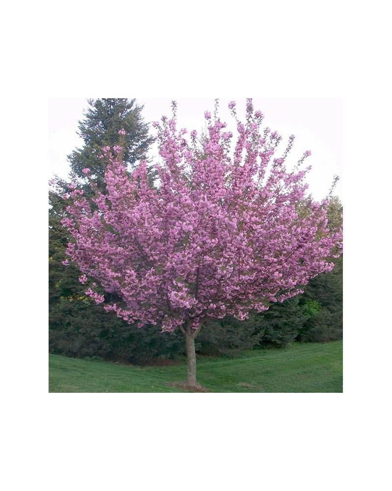 Cherry - Cerisier
