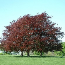 Copper Beech - Hêtre Pourpre