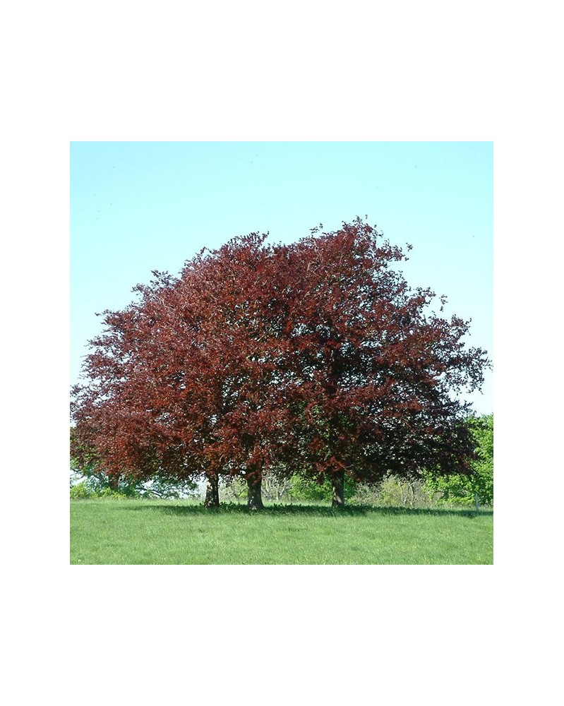 Copper Beech