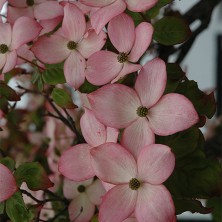 Dogwood - Cornouiller