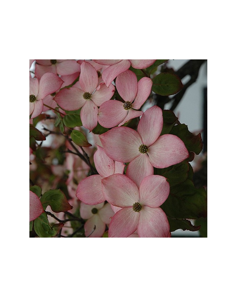 Dogwood - Cornouiller