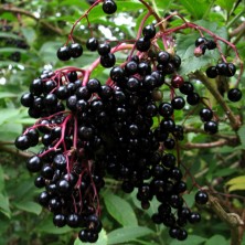 Elderberry - Sureau