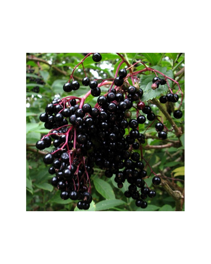 Elderberry - Sureau