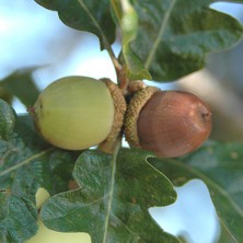 Garry Oak - Chêne de Garry