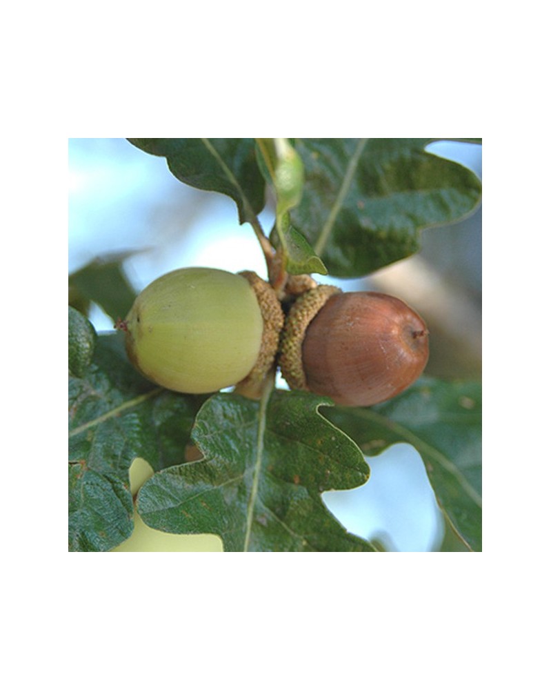 Garry Oak - Chêne de Garry