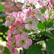 Hawthorn - Aubépine