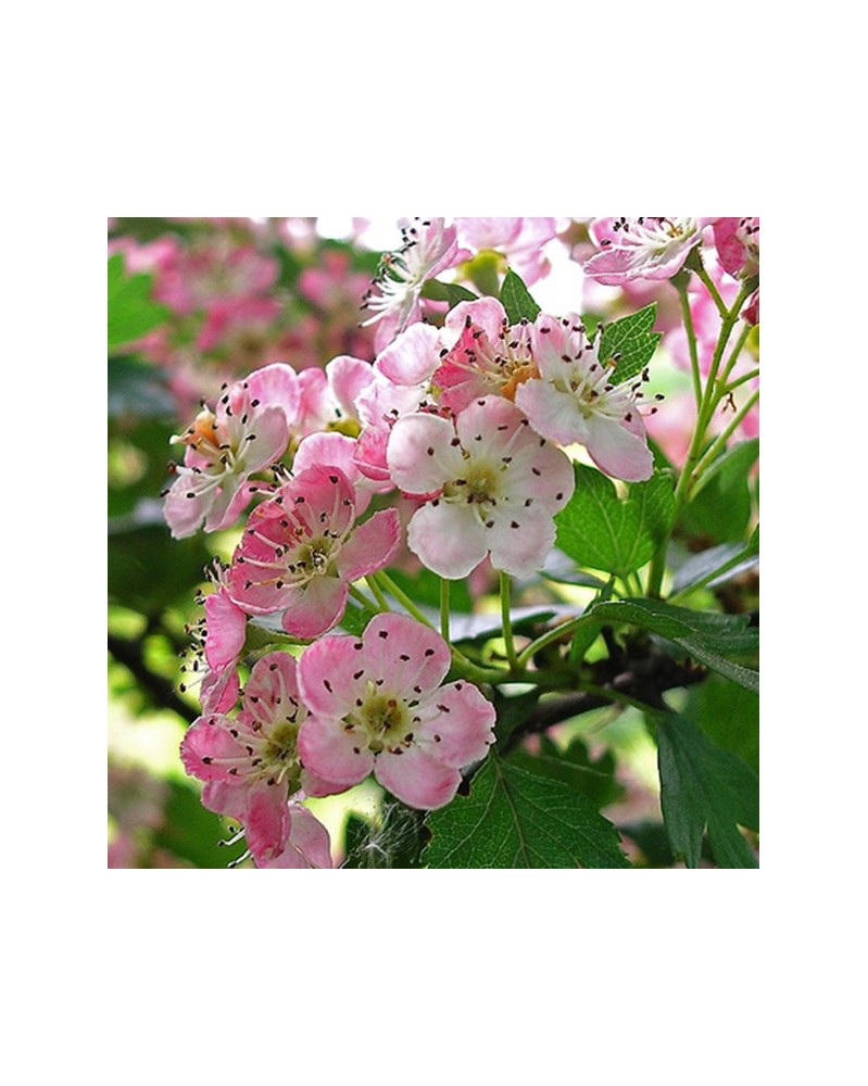 Hawthorn - Aubépine