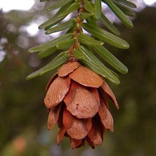 Hemlock - Pruche du Canada
