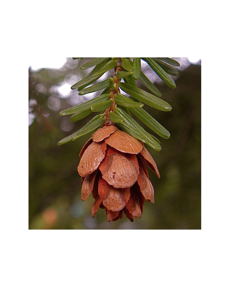 Hemlock - Pruche du Canada