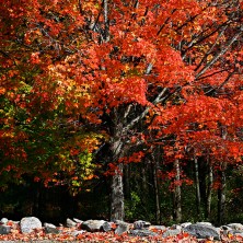 Maple - Erable