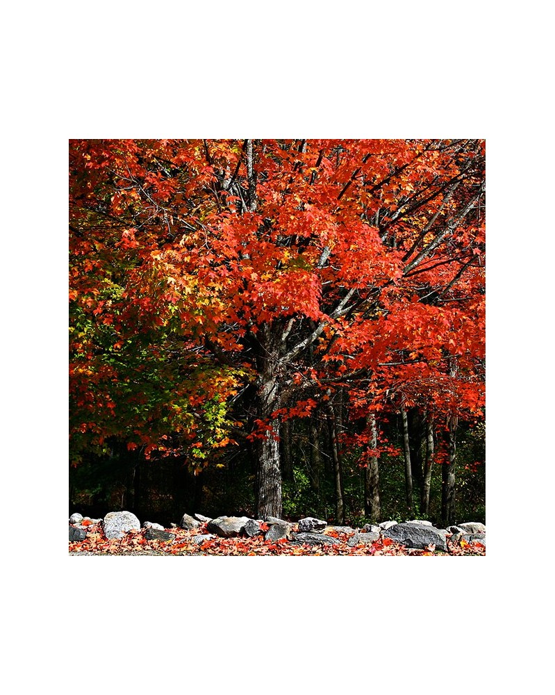 Maple - Erable