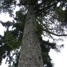Sitka Spruce - Epinette de...